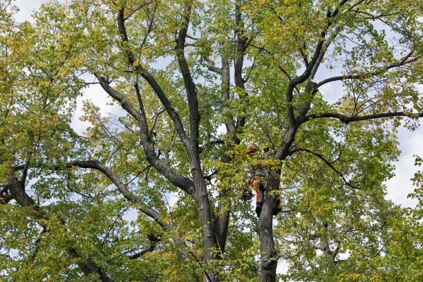 How Our Tree Care Process Works  in  Universal City, TX